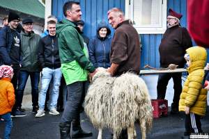 Live sheep auction, the Faroe Islands, September 2020. - Live sheep auction, the Faroe Islands, September 2020.
Terrified sheep were dragged out, one by one, in front of a big, cheering crowd and sold for the highest bid.
When the sheep cried out, everyone laughed. People had a good time, the sheep were terrified and very roughly handled and some of them were killed and slaughtered immediately after the auction, as ordered by the buyers.
Afterwards, an auction was held where body parts of the sheep slaughtered prior to the auction was sold.