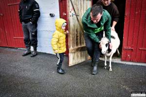 Live sheep auction, the Faroe Islands, September 2020. - Live sheep auction, the Faroe Islands, September 2020.
Terrified sheep were dragged out, one by one, in front of a big, cheering crowd and sold for the highest bid.
When the sheep cried out, everyone laughed. People had a good time, the sheep were terrified and very roughly handled and some of them were killed and slaughtered immediately after the auction, as ordered by the buyers.
Afterwards, an auction was held where body parts of the sheep slaughtered prior to the auction was sold.