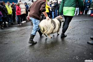 Live sheep auction, the Faroe Islands, September 2020. - Live sheep auction, the Faroe Islands, September 2020.
Terrified sheep were dragged out, one by one, in front of a big, cheering crowd and sold for the highest bid.
When the sheep cried out, everyone laughed. People had a good time, the sheep were terrified and very roughly handled and some of them were killed and slaughtered immediately after the auction, as ordered by the buyers.
Afterwards, an auction was held where body parts of the sheep slaughtered prior to the auction was sold.