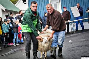 Live sheep auction, the Faroe Islands, September 2020. - Live sheep auction, the Faroe Islands, September 2020.
Terrified sheep were dragged out, one by one, in front of a big, cheering crowd and sold for the highest bid.
When the sheep cried out, everyone laughed. People had a good time, the sheep were terrified and very roughly handled and some of them were killed and slaughtered immediately after the auction, as ordered by the buyers.
Afterwards, an auction was held where body parts of the sheep slaughtered prior to the auction was sold.