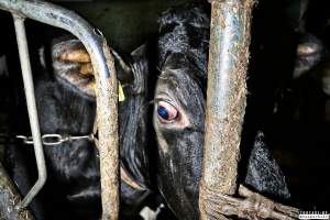 Dairy Farms, The Faroe Islands 2020. - The Faroe Islands with it's population of 50,000 people, is self-sufficient with dairy.
Far most of the dairy cows are chained buy their necks and kept inside dark barns their entire lives. Male calves are either killed at birth or sold and then killed.
The name of the Faroese dairy company is 'Raska'.