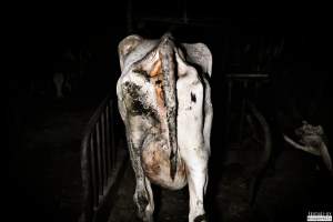 Dairy Farms, The Faroe Islands 2020. - The Faroe Islands with it's population of 50,000 people, is self-sufficient with dairy.
Far most of the dairy cows are chained buy their necks and kept inside dark barns their entire lives. Male calves are either killed at birth or sold and then killed.
The name of the Faroese dairy company is 'Raska'.