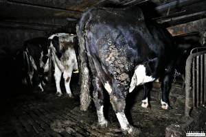 Dairy Farms, The Faroe Islands 2020. - The Faroe Islands with it's population of 50,000 people, is self-sufficient with dairy.
Far most of the dairy cows are chained buy their necks and kept inside dark barns their entire lives. Male calves are either killed at birth or sold and then killed.
The name of the Faroese dairy company is 'Raska'.