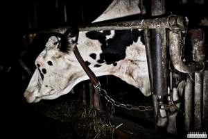 Dairy Farms, The Faroe Islands 2020. - The Faroe Islands with it's population of 50,000 people, is self-sufficient with dairy.
Far most of the dairy cows are chained buy their necks and kept inside dark barns their entire lives. Male calves are either killed at birth or sold and then killed.
The name of the Faroese dairy company is 'Raska'.