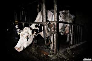 Dairy Farms, The Faroe Islands 2020. - The Faroe Islands with it's population of 50,000 people, is self-sufficient with dairy.
Far most of the dairy cows are chained buy their necks and kept inside dark barns their entire lives. Male calves are either killed at birth or sold and then killed.
The name of the Faroese dairy company is 'Raska'.