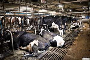 Dairy Farms, The Faroe Islands 2020. - The Faroe Islands with it's population of 50,000 people, is self-sufficient with dairy.
Far most of the dairy cows are chained buy their necks and kept inside dark barns their entire lives. Male calves are either killed at birth or sold and then killed.
The name of the Faroese dairy company is 'Raska'.
