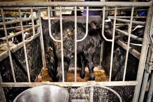 Dairy Farms, The Faroe Islands 2020. - The Faroe Islands with it's population of 50,000 people, is self-sufficient with dairy.
Far most of the dairy cows are chained buy their necks and kept inside dark barns their entire lives. Male calves are either killed at birth or sold and then killed.
The name of the Faroese dairy company is 'Raska'.