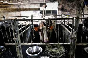 Dairy Farms, The Faroe Islands 2020. - The Faroe Islands with it's population of 50,000 people, is self-sufficient with dairy.
Far most of the dairy cows are chained buy their necks and kept inside dark barns their entire lives. Male calves are either killed at birth or sold and then killed.
The name of the Faroese dairy company is 'Raska'.
