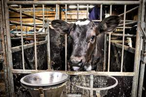 Dairy Farms, The Faroe Islands 2020. - The Faroe Islands with it's population of 50,000 people, is self-sufficient with dairy.
Far most of the dairy cows are chained buy their necks and kept inside dark barns their entire lives. Male calves are either killed at birth or sold and then killed.
The name of the Faroese dairy company is 'Raska'.