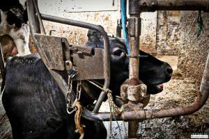 Dairy Farms, The Faroe Islands 2020. - The Faroe Islands with it's population of 50,000 people, is self-sufficient with dairy.
Far most of the dairy cows are chained buy their necks and kept inside dark barns their entire lives. Male calves are either killed at birth or sold and bred for veal.
The name of the Faroese dairy company is 'Raska'.