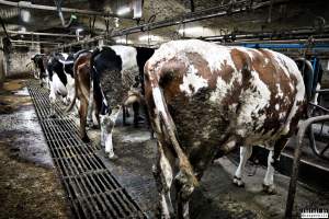 Dairy Farms, The Faroe Islands 2020. - The Faroe Islands with it's population of 50,000 people, is self-sufficient with dairy.
Far most of the dairy cows are chained buy their necks and kept inside dark barns their entire lives. Male calves are either killed at birth or sold and then killed.
The name of the Faroese dairy company is 'Raska'.