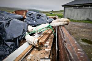 Dairy Farms, The Faroe Islands 2020. - The Faroe Islands with it's population of 50,000 people, is self-sufficient with dairy. 
Far most of the dairy cows are chained buy their necks and kept inside dark barns their entire lives. Male calves are either killed at birth or sold and then killed.
The name of the Faroese dairy company is 'Raska'.