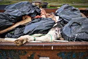 Dairy Farms, The Faroe Islands 2020. - The Faroe Islands with it's population of 50,000 people, is self-sufficient with dairy.
Far most of the dairy cows are chained buy their necks and kept inside dark barns their entire lives. Male calves are either killed at birth or sold and then killed.
The name of the Faroese dairy company is 'Raska'.