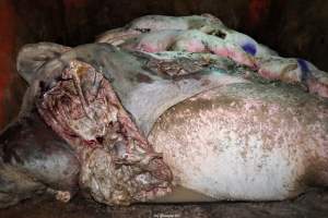 Cannibalism in pig farm, Northern Ireland 2020. - The worst imaginable neglect and cannibalism was exposed when 40 non-violent and peaceful animal rights activists from 'Meat The Victims' occupied a 'Red Tractor' high welfare approved pig factory in Ballymena, Northern Ireland, January 14th 2020.
The 3-6 months old pigs inside ate each other alive, some were barely alive and many were dead. Obviously, none had received any kind of medical attention or treatment.
Huge media coverage caused the farm to have all their animal welfare approvals suspended, only temporarily though, unfortunately.
One pig was legally liberated. Connor, lives in freedom and safety in a loving and caring animal sanctuary.
Pig farm owned by McGuckian A. A. Limitied
29 Drumbare Rd, Cloughmills, Ballymena
BT44 9LA Northern Ireland, United Kingdom