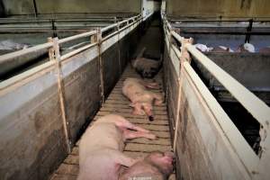 Cannibalism in pig farm, Northern Ireland 2020. - The worst imaginable neglect and cannibalism was exposed when 40 non-violent and peaceful animal rights activists from 'Meat The Victims' occupied a 'Red Tractor' high welfare approved pig factory in Ballymena, Northern Ireland, January 14th 2020.
The 3-6 months old pigs inside ate each other alive, some were barely alive and many were dead. Obviously, none had received any kind of medical attention or treatment.
Huge media coverage caused the farm to have all their animal welfare approvals suspended, only temporarily though, unfortunately.
One pig was legally liberated. Connor, lives in freedom and safety in a loving and caring animal sanctuary.
Pig farm owned by McGuckian A. A. Limitied
29 Drumbare Rd, Cloughmills, Ballymena
BT44 9LA Northern Ireland, United Kingdom