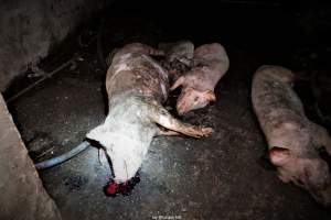 Cannibalism in pig farm, Northern Ireland 2020. - The worst imaginable neglect and cannibalism was exposed when 40 non-violent and peaceful animal rights activists from 'Meat The Victims' occupied a 'Red Tractor' high welfare approved pig factory in Ballymena, Northern Ireland, January 14th 2020.
The 3-6 months old pigs inside ate each other alive, some were barely alive and many were dead. Obviously, none had received any kind of medical attention or treatment.
Huge media coverage caused the farm to have all their animal welfare approvals suspended, only temporarily though, unfortunately.
One pig was legally liberated. Connor, lives in freedom and safety in a loving and caring animal sanctuary.
Pig farm owned by McGuckian A. A. Limitied
29 Drumbare Rd, Cloughmills, Ballymena
BT44 9LA Northern Ireland, United Kingdom