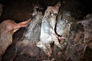 Cannibalism in pig farm, Northern Ireland 2020. - The worst imaginable neglect and cannibalism was exposed when 40 non-violent and peaceful animal rights activists from 'Meat The Victims' occupied a 'Red Tractor' high welfare approved pig factory in Ballymena, Northern Ireland, January 14th 2020.
The 3-6 months old pigs inside ate each other alive, some were barely alive and many were dead. Obviously, none had received any kind of medical attention or treatment.
Huge media coverage caused the farm to have all their animal welfare approvals suspended, only temporarily though, unfortunately.
One pig was legally liberated. Connor, lives in freedom and safety in a loving and caring animal sanctuary.
Pig farm owned by McGuckian A. A. Limitied
29 Drumbare Rd, Cloughmills, Ballymena
BT44 9LA Northern Ireland, United Kingdom