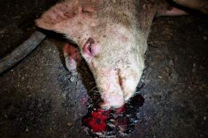 Cannibalism in pig farm, Northern Ireland 2020. - The worst imaginable neglect and cannibalism was exposed when 40 non-violent and peaceful animal rights activists from 'Meat The Victims' occupied a 'Red Tractor' high welfare approved pig factory in Ballymena, Northern Ireland, January 14th 2020.
The 3-6 months old pigs inside ate each other alive, some were barely alive and many were dead. Obviously, none had received any kind of medical attention or treatment.
Huge media coverage caused the farm to have all their animal welfare approvals suspended, only temporarily though, unfortunately.
One pig was legally liberated. Connor, lives in freedom and safety in a loving and caring animal sanctuary.
Pig farm owned by McGuckian A. A. Limitied
29 Drumbare Rd, Cloughmills, Ballymena
BT44 9LA Northern Ireland, United Kingdom