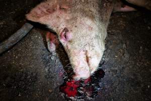 Cannibalism in pig farm, Northern Ireland 2020. - The worst imaginable neglect and cannibalism was exposed when 40 non-violent and peaceful animal rights activists from 'Meat The Victims' occupied a 'Red Tractor' high welfare approved pig factory in Ballymena, Northern Ireland, January 14th 2020.
The 3-6 months old pigs inside ate each other alive, some were barely alive and many were dead. Obviously, none had received any kind of medical attention or treatment.

Huge media coverage caused the farm to have all their animal welfare approvals suspended, only temporarily though, unfortunately.

One pig was legally liberated. Connor, lives in freedom and safety in a loving and caring animal sanctuary.

Pig farm owned by McGuckian A. A. Limitied
29 Drumbare Rd, Cloughmills, Ballymena
BT44 9LA Northern Ireland, United Kingdom