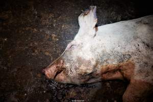 Cannibalism in pig farm, Northern Ireland 2020. - The worst imaginable neglect and cannibalism was exposed when 40 non-violent and peaceful animal rights activists from 'Meat The Victims' occupied a 'Red Tractor' high welfare approved pig factory in Ballymena, Northern Ireland, January 14th 2020.
The 3-6 months old pigs inside ate each other alive, some were barely alive and many were dead. Obviously, none had received any kind of medical attention or treatment.
Huge media coverage caused the farm to have all their animal welfare approvals suspended, only temporarily though, unfortunately.
One pig was legally liberated. Connor, lives in freedom and safety in a loving and caring animal sanctuary.
Pig farm owned by McGuckian A. A. Limitied
29 Drumbare Rd, Cloughmills, Ballymena
BT44 9LA Northern Ireland, United Kingdom