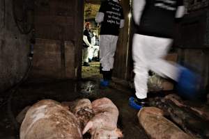 Cannibalism in pig farm, Northern Ireland 2020. - The worst imaginable neglect and cannibalism was exposed when 40 non-violent and peaceful animal rights activists from 'Meat The Victims' occupied a 'Red Tractor' high welfare approved pig factory in Ballymena, Northern Ireland, January 14th 2020.
The 3-6 months old pigs inside ate each other alive, some were barely alive and many were dead. Obviously, none had received any kind of medical attention or treatment.
Huge media coverage caused the farm to have all their animal welfare approvals suspended, only temporarily though, unfortunately.
One pig was legally liberated. Connor, lives in freedom and safety in a loving and caring animal sanctuary.
Pig farm owned by McGuckian A. A. Limitied
29 Drumbare Rd, Cloughmills, Ballymena
BT44 9LA Northern Ireland, United Kingdom