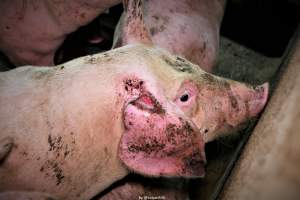 Cannibalism in pig farm, Northern Ireland 2020. - The worst imaginable neglect and cannibalism was exposed when 40 non-violent and peaceful animal rights activists from 'Meat The Victims' occupied a 'Red Tractor' high welfare approved pig factory in Ballymena, Northern Ireland, January 14th 2020.
The 3-6 months old pigs inside ate each other alive, some were barely alive and many were dead. Obviously, none had received any kind of medical attention or treatment.
Huge media coverage caused the farm to have all their animal welfare approvals suspended, only temporarily though, unfortunately.
One pig was legally liberated. Connor, lives in freedom and safety in a loving and caring animal sanctuary.
Pig farm owned by McGuckian A. A. Limitied
29 Drumbare Rd, Cloughmills, Ballymena
BT44 9LA Northern Ireland, United Kingdom