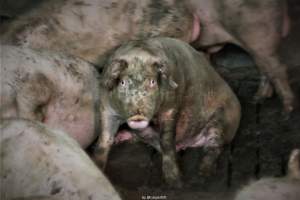 Cannibalism in pig farm, Northern Ireland 2020. - The worst imaginable neglect and cannibalism was exposed when 40 non-violent and peaceful animal rights activists from 'Meat The Victims' occupied a 'Red Tractor' high welfare approved pig factory in Ballymena, Northern Ireland, January 14th 2020.
The 3-6 months old pigs inside ate each other alive, some were barely alive and many were dead. Obviously, none had received any kind of medical attention or treatment.
Huge media coverage caused the farm to have all their animal welfare approvals suspended, only temporarily though, unfortunately.
One pig was legally liberated. Connor, lives in freedom and safety in a loving and caring animal sanctuary.
Pig farm owned by McGuckian A. A. Limitied
29 Drumbare Rd, Cloughmills, Ballymena
BT44 9LA Northern Ireland, United Kingdom