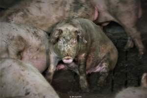 Cannibalism in pig farm, Northern Ireland 2020. - The worst imaginable neglect and cannibalism was exposed when 40 non-violent and peaceful animal rights activists from 'Meat The Victims' occupied a 'Red Tractor' high welfare approved pig factory in Ballymena, Northern Ireland, January 14th 2020.
The 3-6 months old pigs inside ate each other alive, some were barely alive and many were dead. Obviously, none had received any kind of medical attention or treatment.

Huge media coverage caused the farm to have all their animal welfare approvals suspended, only temporarily though, unfortunately.

One pig was legally liberated. Connor, lives in freedom and safety in a loving and caring animal sanctuary.

Pig farm owned by McGuckian A. A. Limitied
29 Drumbare Rd, Cloughmills, Ballymena
BT44 9LA Northern Ireland, United Kingdom