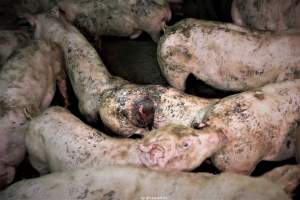 Cannibalism in pig farm, Northern Ireland 2020. - The worst imaginable neglect and cannibalism was exposed when 40 non-violent and peaceful animal rights activists from 'Meat The Victims' occupied a 'Red Tractor' high welfare approved pig factory in Ballymena, Northern Ireland, January 14th 2020.
The 3-6 months old pigs inside ate each other alive, some were barely alive and many were dead. Obviously, none had received any kind of medical attention or treatment.
Huge media coverage caused the farm to have all their animal welfare approvals suspended, only temporarily though, unfortunately.
One pig was legally liberated. Connor, lives in freedom and safety in a loving and caring animal sanctuary.
Pig farm owned by McGuckian A. A. Limitied
29 Drumbare Rd, Cloughmills, Ballymena
BT44 9LA Northern Ireland, United Kingdom