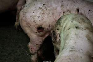 Cannibalism in pig farm, Northern Ireland 2020. - The worst imaginable neglect and cannibalism was exposed when 40 non-violent and peaceful animal rights activists from 'Meat The Victims' occupied a 'Red Tractor' high welfare approved pig factory in Ballymena, Northern Ireland, January 14th 2020.
The 3-6 months old pigs inside ate each other alive, some were barely alive and many were dead. Obviously, none had received any kind of medical attention or treatment.
Huge media coverage caused the farm to have all their animal welfare approvals suspended, only temporarily though, unfortunately.
One pig was legally liberated. Connor, lives in freedom and safety in a loving and caring animal sanctuary.
Pig farm owned by McGuckian A. A. Limitied
29 Drumbare Rd, Cloughmills, Ballymena
BT44 9LA Northern Ireland, United Kingdom