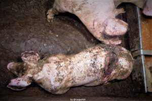 Cannibalism in pig farm, Northern Ireland 2020. - The worst imaginable neglect and cannibalism was exposed when 40 non-violent and peaceful animal rights activists from 'Meat The Victims' occupied a 'Red Tractor' high welfare approved pig factory in Ballymena, Northern Ireland, January 14th 2020.
The 3-6 months old pigs inside ate each other alive, some were barely alive and many were dead. Obviously, none had received any kind of medical attention or treatment.
Huge media coverage caused the farm to have all their animal welfare approvals suspended, only temporarily though, unfortunately.
One pig was legally liberated. Connor, lives in freedom and safety in a loving and caring animal sanctuary.
Pig farm owned by McGuckian A. A. Limitied
29 Drumbare Rd, Cloughmills, Ballymena
BT44 9LA Northern Ireland, United Kingdom