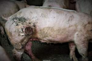 Cannibalism in pig farm, Northern Ireland 2020. - The worst imaginable neglect and cannibalism was exposed when 40 non-violent and peaceful animal rights activists from 'Meat The Victims' occupied a 'Red Tractor' high welfare approved pig factory in Ballymena, Northern Ireland, January 14th 2020.
The 3-6 months old pigs inside ate each other alive, some were barely alive and many were dead. Obviously, none had received any kind of medical attention or treatment.
Huge media coverage caused the farm to have all their animal welfare approvals suspended, only temporarily though, unfortunately.
One pig was legally liberated. Connor, lives in freedom and safety in a loving and caring animal sanctuary.
Pig farm owned by McGuckian A. A. Limitied
29 Drumbare Rd, Cloughmills, Ballymena
BT44 9LA Northern Ireland, United Kingdom