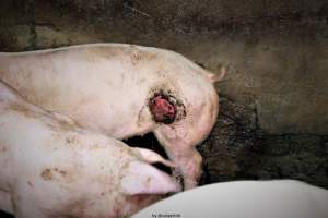 Cannibalism in pig farm, Northern Ireland 2020. - The worst imaginable neglect and cannibalism was exposed when 40 non-violent and peaceful animal rights activists from 'Meat The Victims' occupied a 'Red Tractor' high welfare approved pig factory in Ballymena, Northern Ireland, January 14th 2020.
The 3-6 months old pigs inside ate each other alive, some were barely alive and many were dead. Obviously, none had received any kind of medical attention or treatment.
Huge media coverage caused the farm to have all their animal welfare approvals suspended, only temporarily though, unfortunately.
One pig was legally liberated. Connor, lives in freedom and safety in a loving and caring animal sanctuary.
Pig farm owned by McGuckian A. A. Limitied
29 Drumbare Rd, Cloughmills, Ballymena
BT44 9LA Northern Ireland, United Kingdom