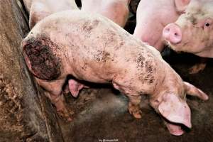 Cannibalism in pig farm, Northern Ireland 2020. - The worst imaginable neglect and cannibalism was exposed when 40 non-violent and peaceful animal rights activists from 'Meat The Victims' occupied a 'Red Tractor' high welfare approved pig factory in Ballymena, Northern Ireland, January 14th 2020.
The 3-6 months old pigs inside ate each other alive, some were barely alive and many were dead. Obviously, none had received any kind of medical attention or treatment.
Huge media coverage caused the farm to have all their animal welfare approvals suspended, only temporarily though, unfortunately.
One pig was legally liberated. Connor, lives in freedom and safety in a loving and caring animal sanctuary.
Pig farm owned by McGuckian A. A. Limitied
29 Drumbare Rd, Cloughmills, Ballymena
BT44 9LA Northern Ireland, United Kingdom