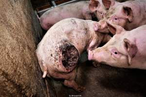 Cannibalism in pig farm, Northern Ireland 2020. - The worst imaginable neglect and cannibalism was exposed when 40 non-violent and peaceful animal rights activists from 'Meat The Victims' occupied a 'Red Tractor' high welfare approved pig factory in Ballymena, Northern Ireland, January 14th 2020.
The 3-6 months old pigs inside ate each other alive, some were barely alive and many were dead. Obviously, none had received any kind of medical attention or treatment.
Huge media coverage caused the farm to have all their animal welfare approvals suspended, only temporarily though, unfortunately.
One pig was legally liberated. Connor, lives in freedom and safety in a loving and caring animal sanctuary.
Pig farm owned by McGuckian A. A. Limitied
29 Drumbare Rd, Cloughmills, Ballymena
BT44 9LA Northern Ireland, United Kingdom