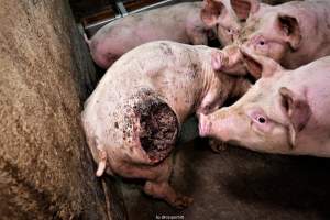 Cannibalism in pig farm, Northern Ireland 2020. - The worst imaginable neglect and cannibalism was exposed when 40 non-violent and peaceful animal rights activists from 'Meat The Victims' occupied a 'Red Tractor' high welfare approved pig factory in Ballymena, Northern Ireland, January 14th 2020.
The 3-6 months old pigs inside ate each other alive, some were barely alive and many were dead. Obviously, none had received any kind of medical attention or treatment.

Huge media coverage caused the farm to have all their animal welfare approvals suspended, only temporarily though, unfortunately.

One pig was legally liberated. Connor, lives in freedom and safety in a loving and caring animal sanctuary.

Pig farm owned by McGuckian A. A. Limitied
29 Drumbare Rd, Cloughmills, Ballymena
BT44 9LA Northern Ireland, United Kingdom