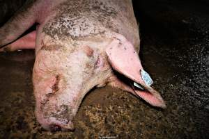 Cannibalism in pig farm, Northern Ireland 2020. - The worst imaginable neglect and cannibalism was exposed when 40 non-violent and peaceful animal rights activists from 'Meat The Victims' occupied a 'Red Tractor' high welfare approved pig factory in Ballymena, Northern Ireland, January 14th 2020.
The 3-6 months old pigs inside ate each other alive, some were barely alive and many were dead. Obviously, none had received any kind of medical attention or treatment.
Huge media coverage caused the farm to have all their animal welfare approvals suspended, only temporarily though, unfortunately.
One pig was legally liberated. Connor, lives in freedom and safety in a loving and caring animal sanctuary.
Pig farm owned by McGuckian A. A. Limitied
29 Drumbare Rd, Cloughmills, Ballymena
BT44 9LA Northern Ireland, United Kingdom
