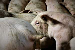 Cannibalism in pig farm, Northern Ireland 2020. - The worst imaginable neglect and cannibalism was exposed when 40 non-violent and peaceful animal rights activists from 'Meat The Victims' occupied a 'Red Tractor' high welfare approved pig factory in Ballymena, Northern Ireland, January 14th 2020.
The 3-6 months old pigs inside ate each other alive, some were barely alive and many were dead. Obviously, none had received any kind of medical attention or treatment.
Huge media coverage caused the farm to have all their animal welfare approvals suspended, only temporarily though, unfortunately.
One pig was legally liberated. Connor, lives in freedom and safety in a loving and caring animal sanctuary.
Pig farm owned by McGuckian A. A. Limitied
29 Drumbare Rd, Cloughmills, Ballymena
BT44 9LA Northern Ireland, United Kingdom