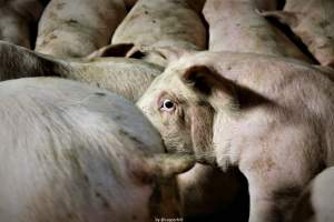 Cannibalism in pig farm, Northern Ireland 2020. - The worst imaginable neglect and cannibalism was exposed when 40 non-violent and peaceful animal rights activists from 'Meat The Victims' occupied a 'Red Tractor' high welfare approved pig factory in Ballymena, Northern Ireland, January 14th 2020.
The 3-6 months old pigs inside ate each other alive, some were barely alive and many were dead. Obviously, none had received any kind of medical attention or treatment.

Huge media coverage caused the farm to have all their animal welfare approvals suspended, only temporarily though, unfortunately.

One pig was legally liberated. Connor, lives in freedom and safety in a loving and caring animal sanctuary.

Pig farm owned by McGuckian A. A. Limitied
29 Drumbare Rd, Cloughmills, Ballymena
BT44 9LA Northern Ireland, United Kingdom