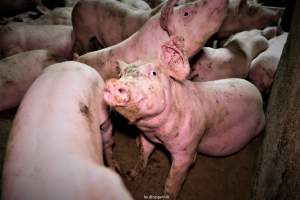 Cannibalism in pig farm, Northern Ireland 2020. - The worst imaginable neglect and cannibalism was exposed when 40 non-violent and peaceful animal rights activists from 'Meat The Victims' occupied a 'Red Tractor' high welfare approved pig factory in Ballymena, Northern Ireland, January 14th 2020.
The 3-6 months old pigs inside ate each other alive, some were barely alive and many were dead. Obviously, none had received any kind of medical attention or treatment.
Huge media coverage caused the farm to have all their animal welfare approvals suspended, only temporarily though, unfortunately.
One pig was legally liberated. Connor, lives in freedom and safety in a loving and caring animal sanctuary.
Pig farm owned by McGuckian A. A. Limitied
29 Drumbare Rd, Cloughmills, Ballymena
BT44 9LA Northern Ireland, United Kingdom