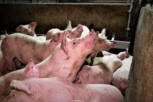 Cannibalism in pig farm, Northern Ireland 2020. - The worst imaginable neglect and cannibalism was exposed when 40 non-violent and peaceful animal rights activists from 'Meat The Victims' occupied a 'Red Tractor' high welfare approved pig factory in Ballymena, Northern Ireland, January 14th 2020.
The 3-6 months old pigs inside ate each other alive, some were barely alive and many were dead. Obviously, none had received any kind of medical attention or treatment.
Huge media coverage caused the farm to have all their animal welfare approvals suspended, only temporarily though, unfortunately.
One pig was legally liberated. Connor, lives in freedom and safety in a loving and caring animal sanctuary.
Pig farm owned by McGuckian A. A. Limitied
29 Drumbare Rd, Cloughmills, Ballymena
BT44 9LA Northern Ireland, United Kingdom
