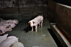 Cannibalism in pig farm, Northern Ireland 2020. - The worst imaginable neglect and cannibalism was exposed when 40 non-violent and peaceful animal rights activists from 'Meat The Victims' occupied a 'Red Tractor' high welfare approved pig factory in Ballymena, Northern Ireland, January 14th 2020.
The 3-6 months old pigs inside ate each other alive, some were barely alive and many were dead. Obviously, none had received any kind of medical attention or treatment.
Huge media coverage caused the farm to have all their animal welfare approvals suspended, only temporarily though, unfortunately.
One pig was legally liberated. Connor, lives in freedom and safety in a loving and caring animal sanctuary.
Pig farm owned by McGuckian A. A. Limitied
29 Drumbare Rd, Cloughmills, Ballymena
BT44 9LA Northern Ireland, United Kingdom