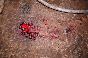 Cannibalism in pig farm, Northern Ireland 2020. - The worst imaginable neglect and cannibalism was exposed when 40 non-violent and peaceful animal rights activists from 'Meat The Victims' occupied a 'Red Tractor' high welfare approved pig factory in Ballymena, Northern Ireland, January 14th 2020.
The 3-6 months old pigs inside ate each other alive, some were barely alive and many were dead. Obviously, none had received any kind of medical attention or treatment.
Huge media coverage caused the farm to have all their animal welfare approvals suspended, only temporarily though, unfortunately.
One pig was legally liberated. Connor, lives in freedom and safety in a loving and caring animal sanctuary.
Pig farm owned by McGuckian A. A. Limitied
29 Drumbare Rd, Cloughmills, Ballymena
BT44 9LA Northern Ireland, United Kingdom