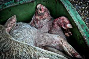 Dead pigs and piglets at Danish pig farms. - Denmark, with a population of just under 6 million people, produces more than 32 million pigs every year.
Every day 25,000 piglets dies inside these farms, 9 million every year. Every 4th. mother pig dies of ulcer and exhaustion inside these farms. These staggering numbers are calculated casualties and a result of extensive selective breeding that creates litters with far too many babies.
Photos are taken in 2020, 2021 and 2022.