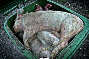 Dead pigs and piglets at Danish pig farms. - Denmark, with a population of just under 6 million people, produces more than 32 million pigs every year.
Every day 25,000 piglets dies inside these farms, 9 million every year. Every 4th. mother pig dies of ulcer and exhaustion inside these farms. These staggering numbers are calculated casualties and a result of extensive selective breeding that creates litters with far too many babies.
Photos are taken in 2020, 2021 and 2022.