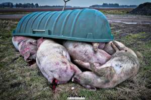 Dead pigs and piglets at Danish pig farms. - Denmark, with a population of just under 6 million people, produces more than 32 million pigs every year.
Every day 25,000 piglets dies inside these farms, 9 million every year. Every 4th. mother pig dies of ulcer and exhaustion inside these farms. These staggering numbers are calculated casualties and a result of extensive selective breeding that creates litters with far too many babies.
Photos are taken in 2020, 2021 and 2022.