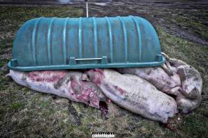Dead pigs and piglets at Danish pig farms. - Denmark, with a population of just under 6 million people, produces more than 32 million pigs every year.
Every day 25,000 piglets dies inside these farms, 9 million every year. Every 4th. mother pig dies of ulcer and exhaustion inside these farms. These staggering numbers are calculated casualties and a result of extensive selective breeding that creates litters with far too many babies.
Photos are taken in 2020, 2021 and 2022.