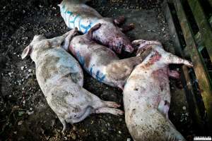 Dead pigs and piglets at Danish pig farms. - Denmark, with a population of just under 6 million people, produces more than 32 million pigs every year.
Every day 25,000 piglets dies inside these farms, 9 million every year. Every 4th. mother pig dies of ulcer and exhaustion inside these farms. These staggering numbers are calculated casualties and a result of extensive selective breeding that creates litters with far too many babies.
Photos are taken in 2020, 2021 and 2022.