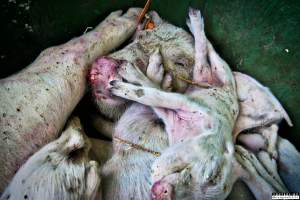Dead pigs and piglets at Danish pig farms. - Denmark, with a population of just under 6 million people, produces more than 32 million pigs every year.
Every day 25,000 piglets dies inside these farms, 9 million every year. Every 4th. mother pig dies of ulcer and exhaustion inside these farms. These staggering numbers are calculated casualties and a result of extensive selective breeding that creates litters with far too many babies.
Photos are taken in 2020, 2021 and 2022.