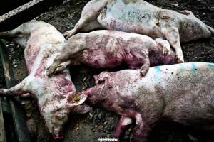 Dead pigs and piglets at Danish pig farms. - Denmark, with a population of just under 6 million people, produces more than 32 million pigs every year.
Every day 25,000 piglets dies inside these farms, 9 million every year. Every 4th. mother pig dies of ulcer and exhaustion inside these farms. These staggering numbers are calculated casualties and a result of extensive selective breeding that creates litters with far too many babies.
Photos are taken in 2020, 2021 and 2022.